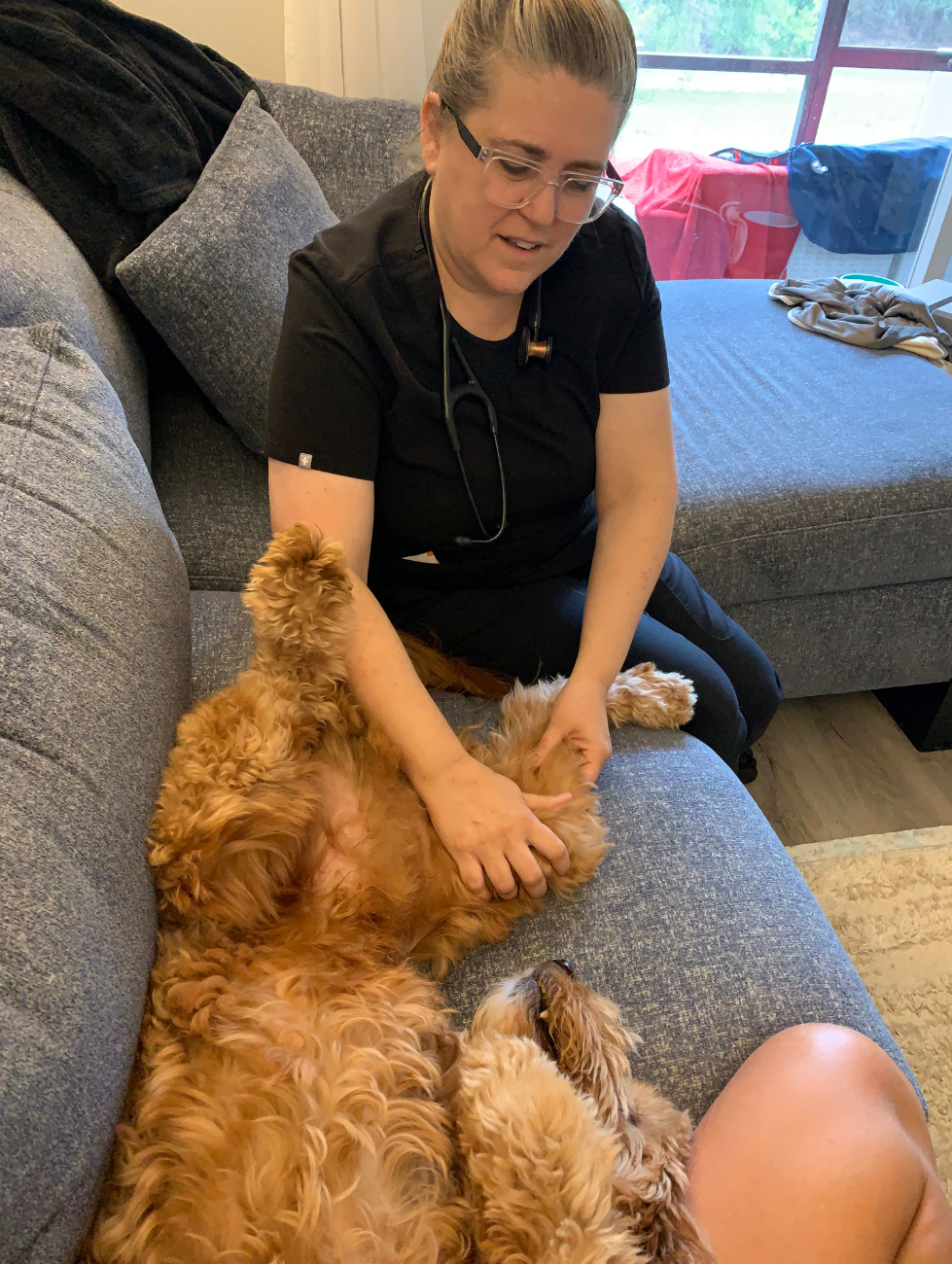 Dr. Sandra Truli Springer treating a golden retriever at their hotel room couch