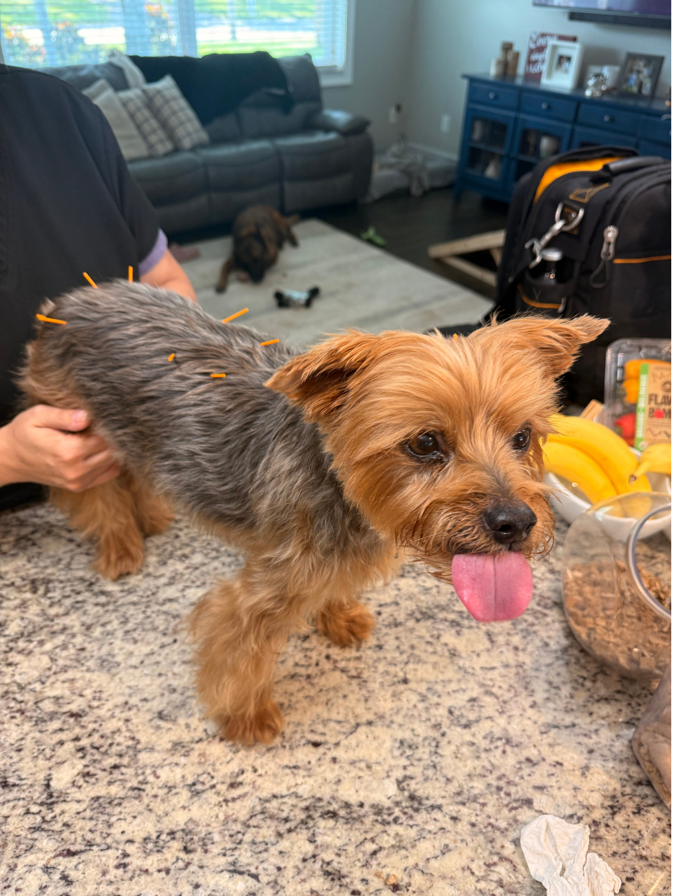 Yorkie getting acupuncture on the kitchen island